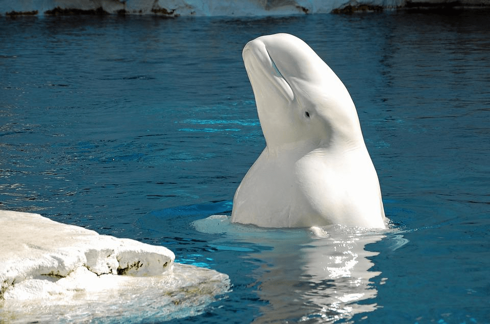 ¿Son amigables o peligrosas las ballenas beluga? (Explicado) - 5 - septiembre 6, 2022