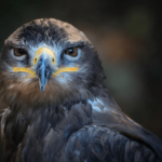 ¿Son peligrosas las águilas? ¿Las águilas atacan a los humanos?