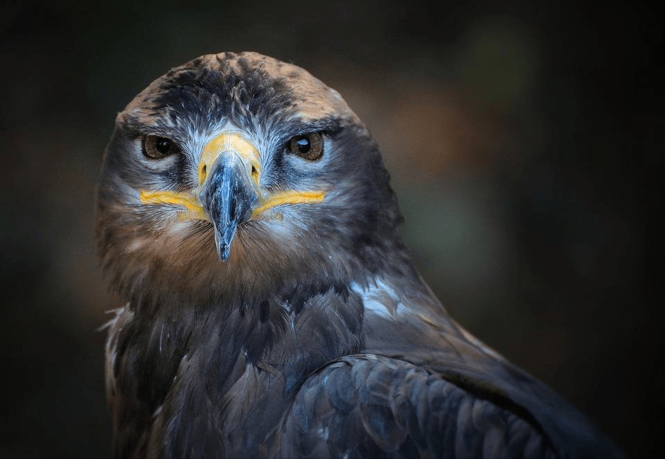 ¿Son peligrosas las águilas? ¿Las águilas atacan a los humanos? - 3 - septiembre 6, 2022