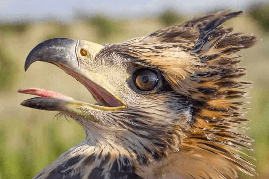 ¿Son peligrosas las águilas? ¿Las águilas atacan a los humanos? - 9 - septiembre 6, 2022