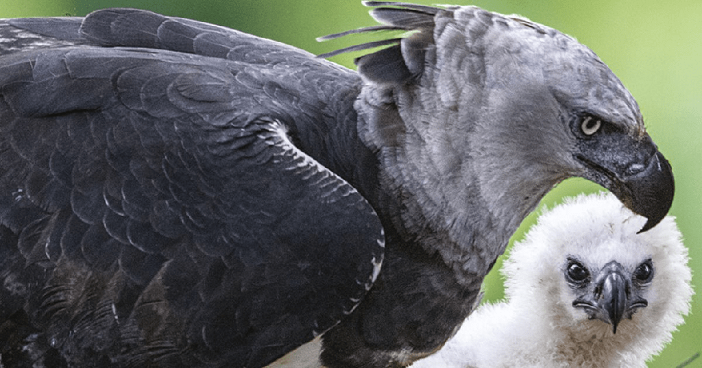¿Son peligrosas las águilas? ¿Las águilas atacan a los humanos? - 13 - septiembre 6, 2022