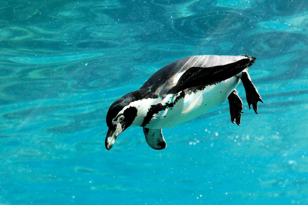 ¿Son peligrosos los pingüinos? ¿Los pingüinos atacan a los humanos? - 3 - septiembre 6, 2022