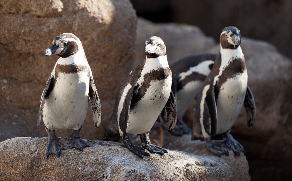 ¿Son peligrosos los pingüinos? ¿Los pingüinos atacan a los humanos? - 7 - septiembre 6, 2022
