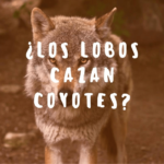 ¿Los lobos cazan coyotes?