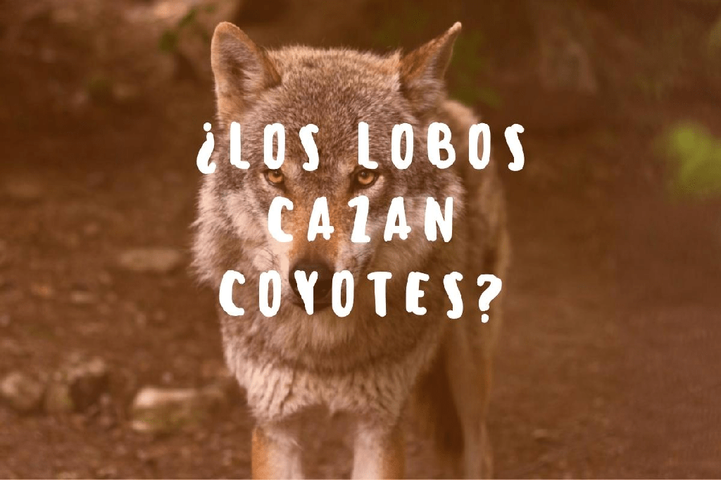 ¿Los lobos cazan coyotes? - 3 - septiembre 7, 2022