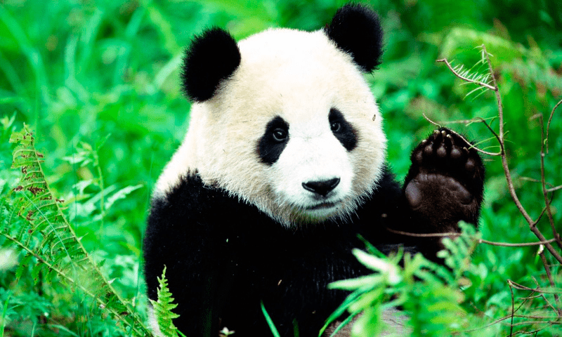 Tipos de pandas (2 especies con imágenes) - 3 - septiembre 7, 2022