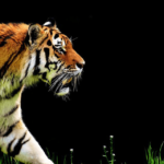 ¿Son peligrosos los tigres? ¿Los tigres comen humanos?