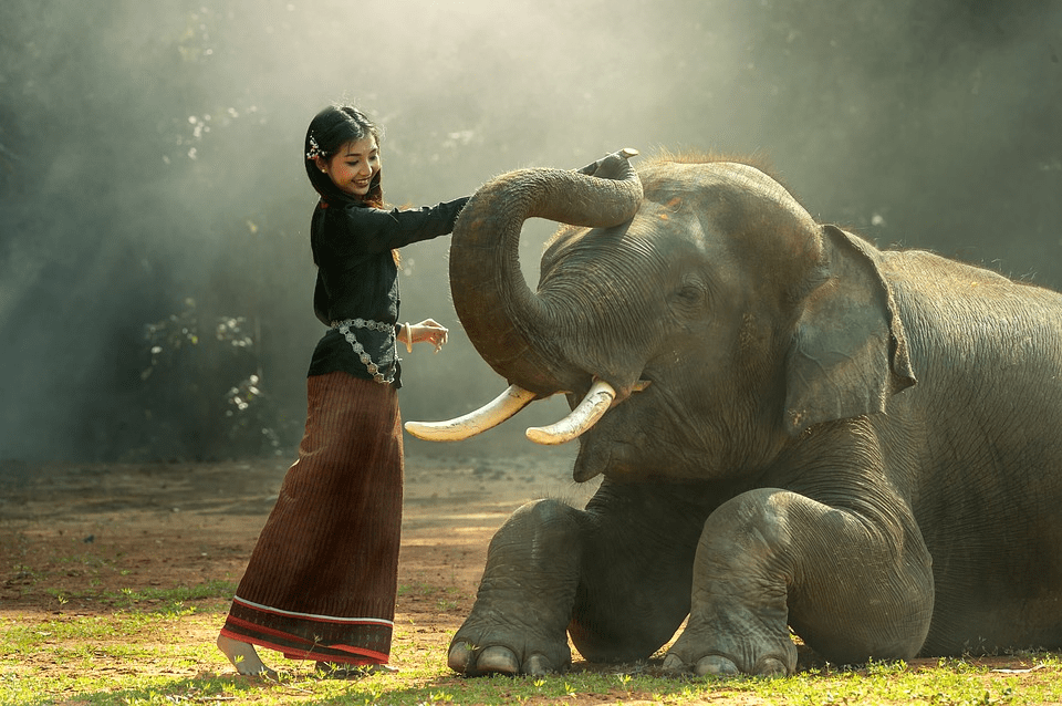 ¿Son amigables los elefantes? ¿Los elefantes como los humanos? - 3 - septiembre 8, 2022