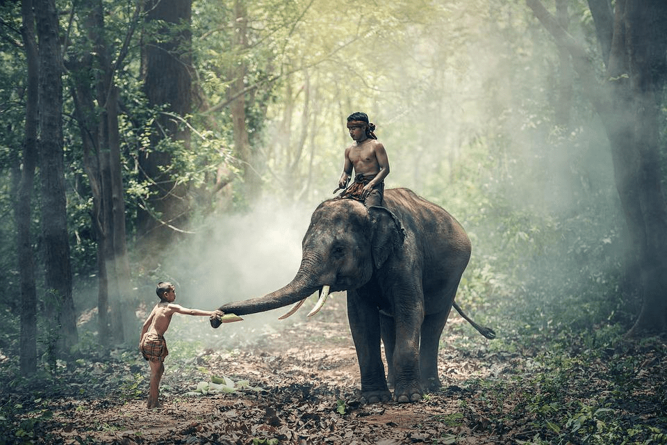 ¿Son amigables los elefantes? ¿Los elefantes como los humanos? - 7 - septiembre 8, 2022
