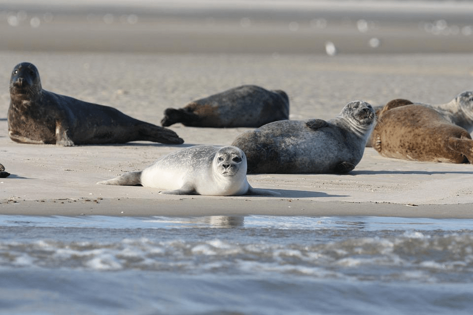 ¿Son amigables las focas para los humanos? - 7 - septiembre 9, 2022