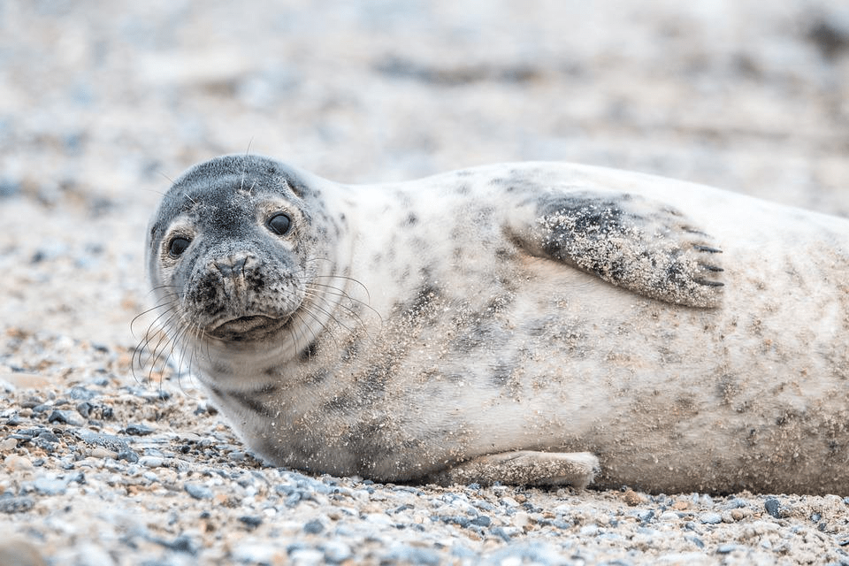 ¿Son amigables las focas para los humanos? - 3 - septiembre 9, 2022