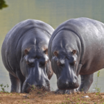 ¿Qué come un hipopótamo? 5 Depredadores de hipopótamo