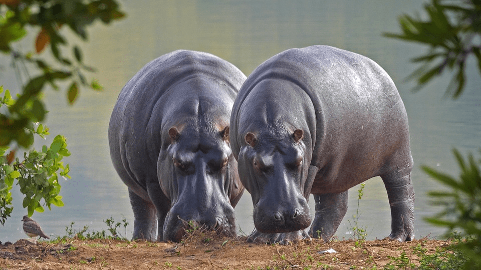 ¿Qué come un hipopótamo? 5 Depredadores de hipopótamo - 3 - septiembre 9, 2022