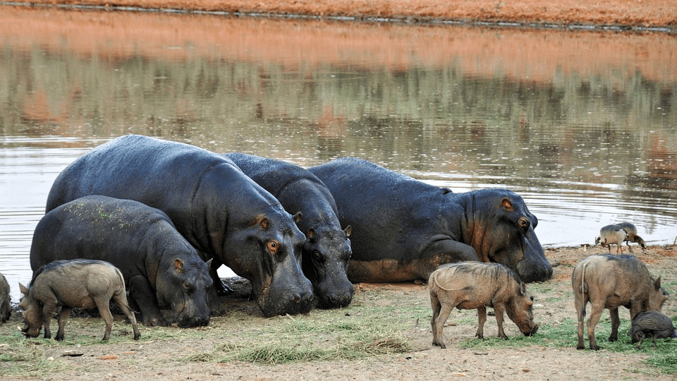 ¿Qué come un hipopótamo? 5 Depredadores de hipopótamo - 7 - septiembre 9, 2022