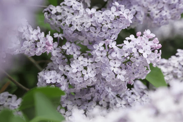 Variedades lilas para plantar para el jardín más fragante - 11 - septiembre 9, 2022