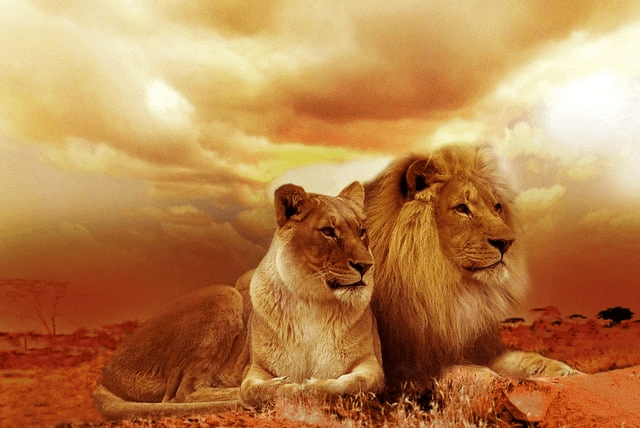 ¿Los leones comen otros leones? (¿Son los caníbales de los leones?) - 3 - septiembre 13, 2022
