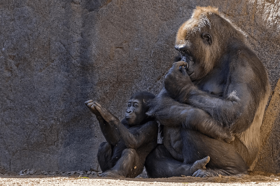 ¿Son peligrosos los gorilas? ¿Gorilas atacan a los humanos? - 3 - septiembre 14, 2022