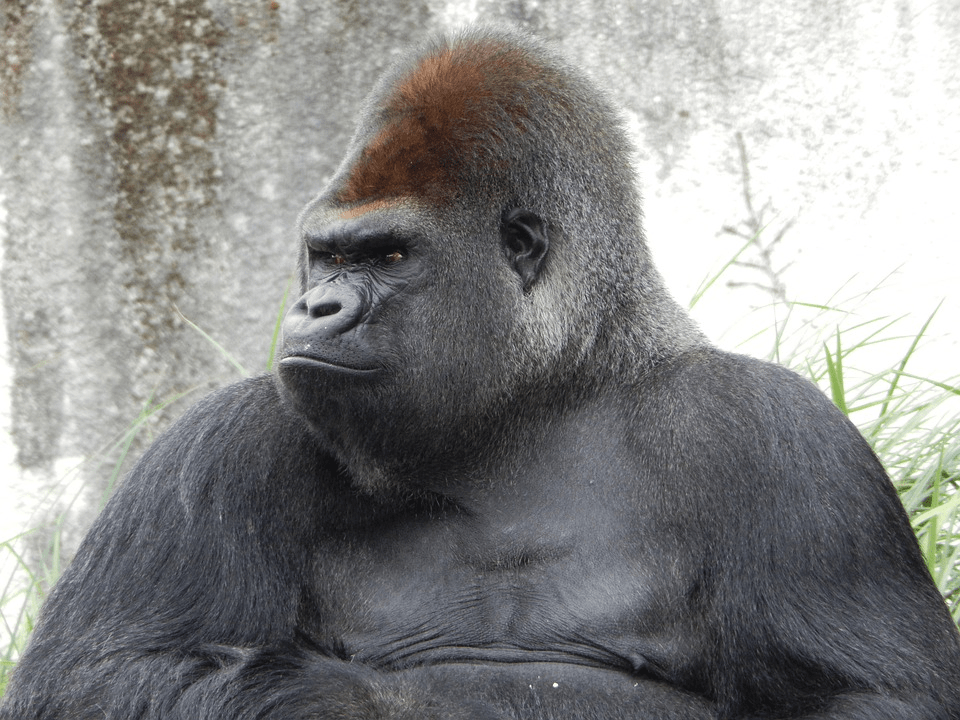 ¿Son peligrosos los gorilas? ¿Gorilas atacan a los humanos? - 7 - septiembre 14, 2022