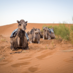 ¿Son peligrosos los camellos? ¿Los camellos atacan a los humanos?