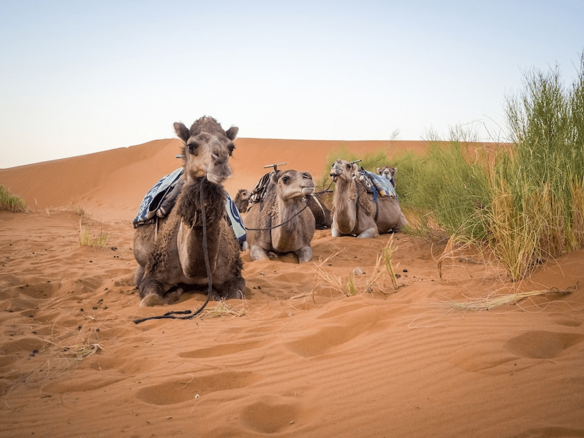 ¿Son peligrosos los camellos? ¿Los camellos atacan a los humanos? - 3 - septiembre 14, 2022