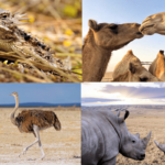 Lista de carnívoros del desierto (12 ejemplos con imágenes)