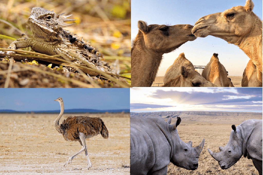 Lista de carnívoros del desierto (12 ejemplos con imágenes) - 1 - septiembre 14, 2022
