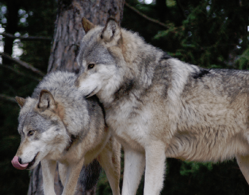 Las 5 principales razas de lobo más fuertes del mundo - 9 - septiembre 14, 2022