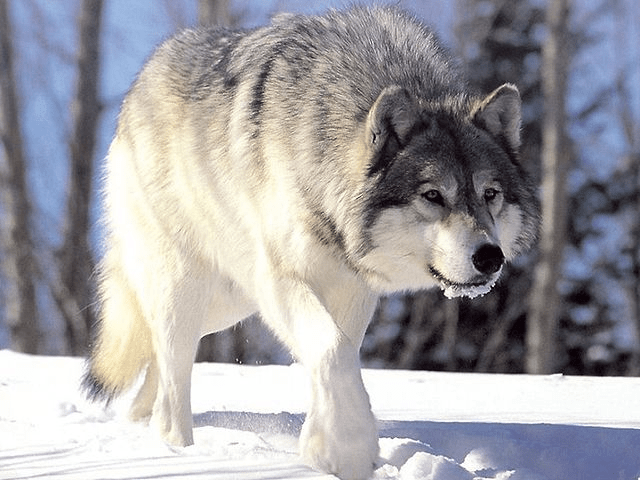 Las 5 principales razas de lobo más fuertes del mundo - 7 - septiembre 14, 2022