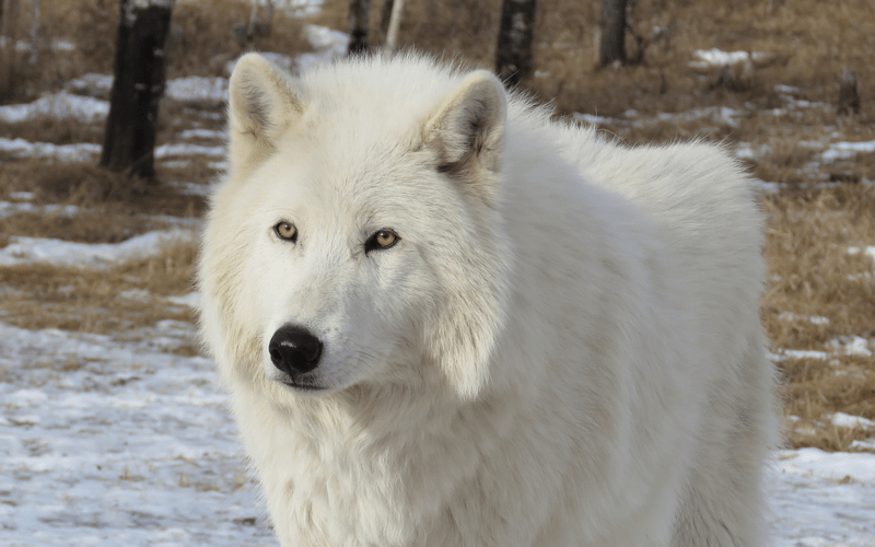 Las 5 principales razas de lobo más fuertes del mundo - 5 - septiembre 14, 2022