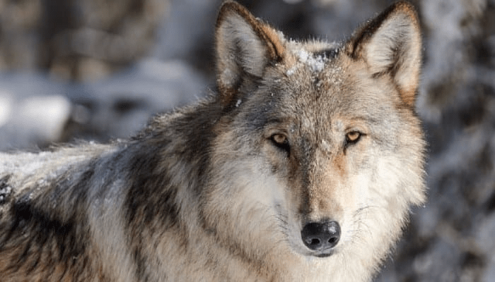 Las 5 principales razas de lobo más fuertes del mundo - 3 - septiembre 14, 2022