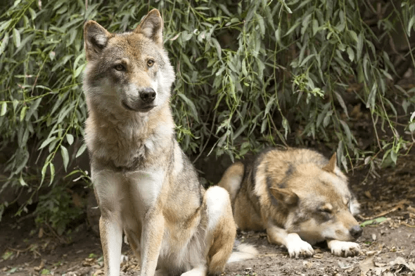 Las 5 principales razas de lobo más fuertes del mundo - 1 - septiembre 14, 2022