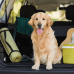 ¿Es seguro conducir con un perro en una cama de camión?