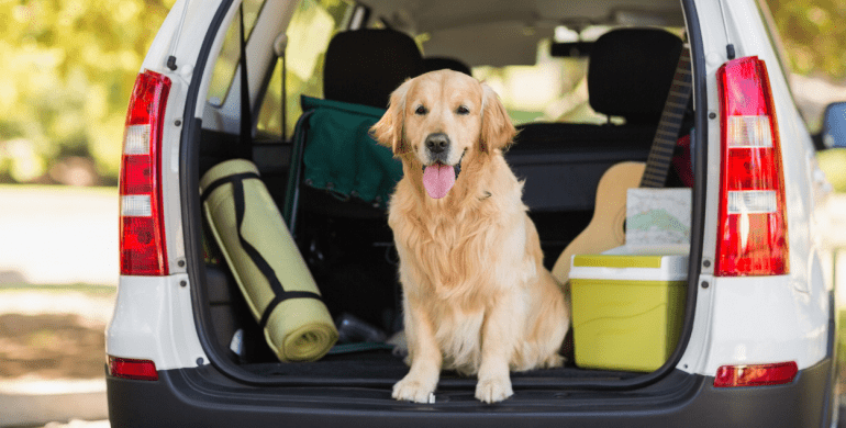 ¿Es seguro conducir con un perro en una cama de camión? - 3 - septiembre 14, 2022