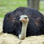 ¿Son peligrosos los avestruces? (¡Sí! 4 razones principales por las cuales)