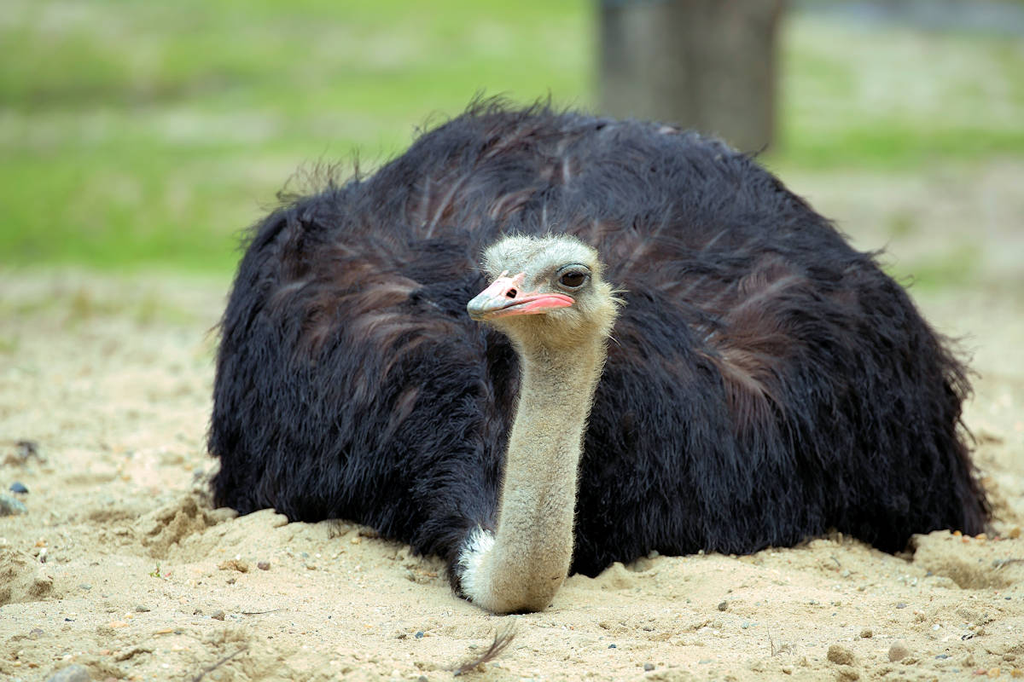 ¿Son peligrosos los avestruces? (¡Sí! 4 razones principales por las cuales) - 3 - septiembre 16, 2022