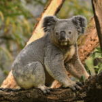 ¿Son los koalas amigables? (No es lo que piensas)