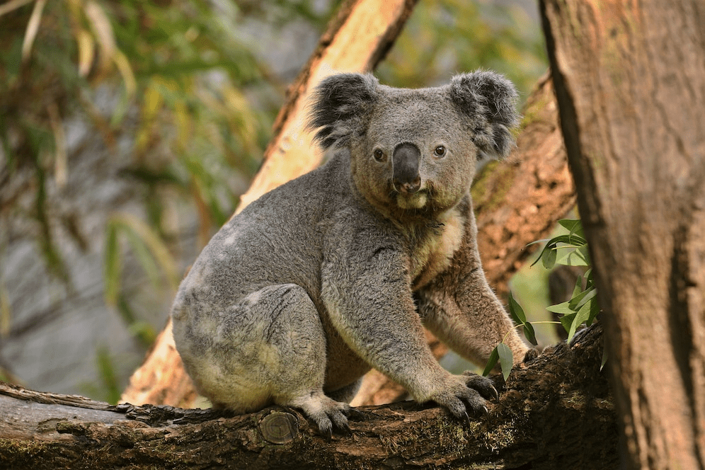 ¿Son los koalas amigables? (No es lo que piensas) - 3 - septiembre 16, 2022