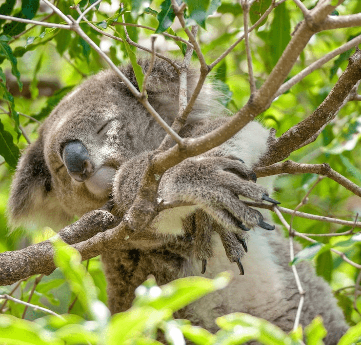 ¿Son los koalas amigables? (No es lo que piensas) - 7 - septiembre 16, 2022