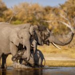 ¿Son los elefantes depredadores? O presa?