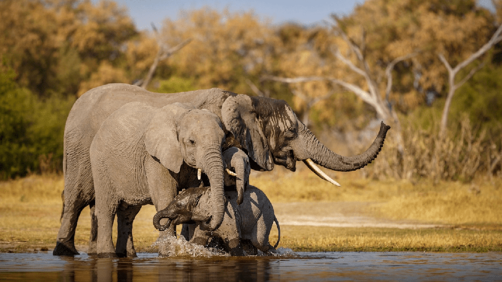 ¿Son los elefantes depredadores? O presa? - 3 - septiembre 18, 2022