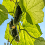 ¿Cultivos de pepinos? Evite estos 5 errores comunes