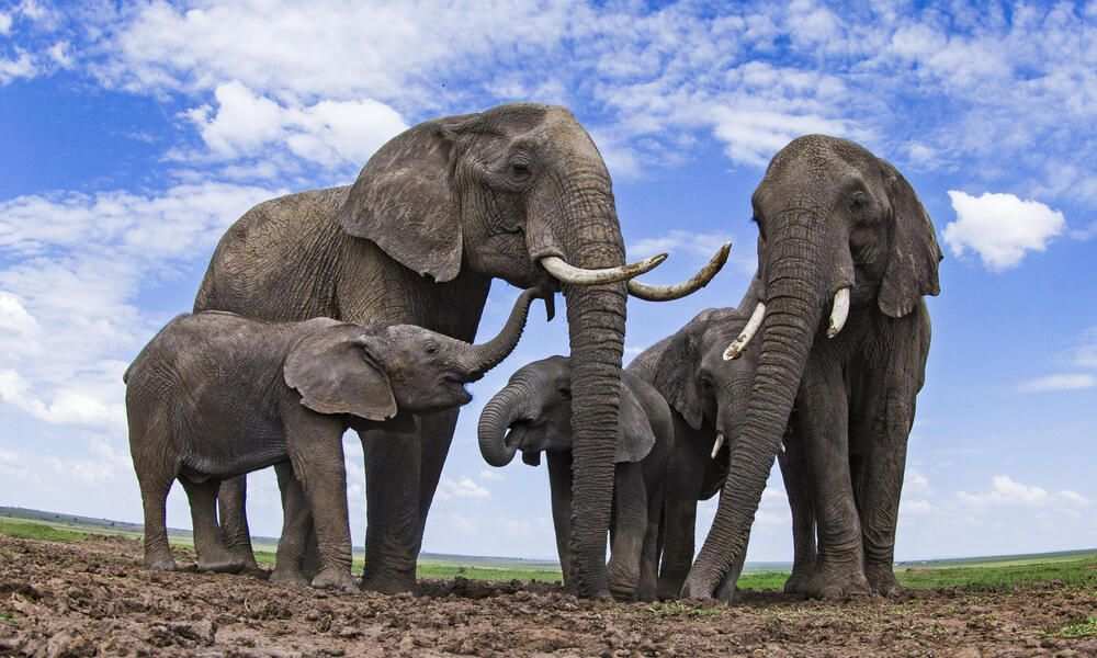 ¿Qué tan fuertes son los elefantes? - 3 - octubre 13, 2022