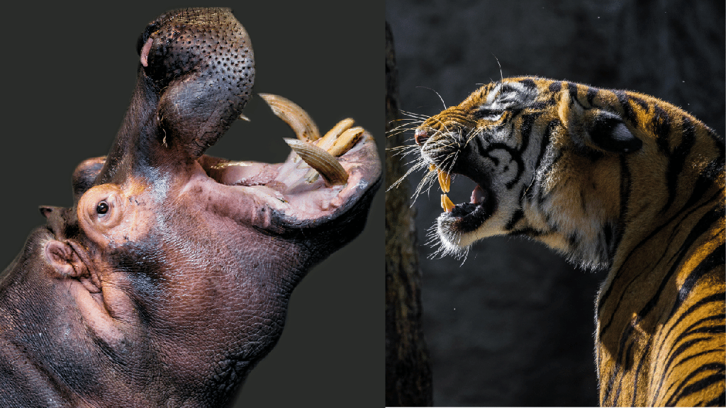 Tiger vs Hippo - ¿Quién ganaría? - 3 - octubre 13, 2022