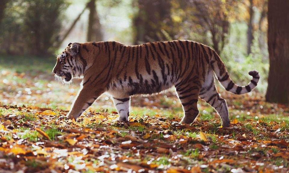 ¿Son inteligentes los tigres? - 7 - octubre 26, 2022