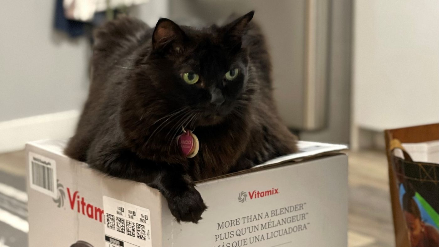 Los gatos toman rehenes de Vitamix Blender - 21 - octubre 11, 2022