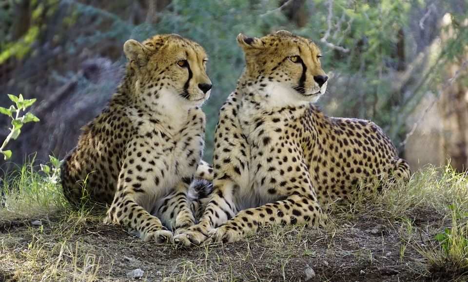 ¿Son peligrosos los leopardos? ¿Los leopardos atacan a los humanos? - 7 - octubre 31, 2022