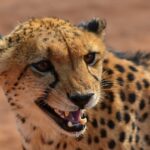 ¿Son peligrosos los leopardos? ¿Los leopardos atacan a los humanos?