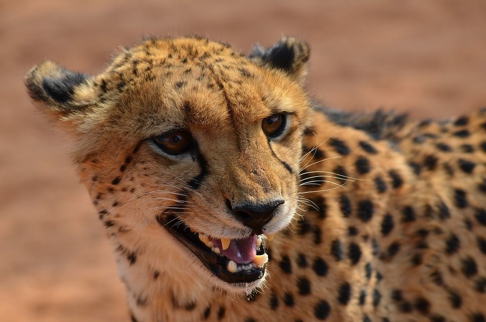 ¿Son peligrosos los leopardos? ¿Los leopardos atacan a los humanos? - 3 - octubre 31, 2022
