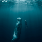 ¿Son peligrosas las ballenas de esperma? (¡No es lo que piensas!)
