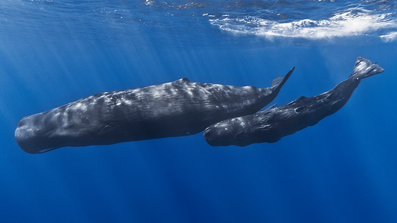 ¿Son peligrosas las ballenas de esperma? (¡No es lo que piensas!) - 7 - octubre 31, 2022